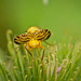 Die Terellia tussilaginis gehört zu den Bohrfliegen :)) The Terellia tussilaginis belongs to the drill flies :)) La Terellia tussilaginis appartient aux mouches perceuses :))