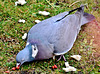 Woodpigeon