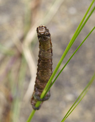 Caterpillar, looking at you