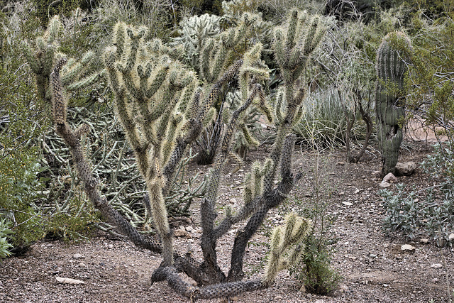 Chain Fruit Cholla – Desert Botanical Garden, Papago Park, Phoenix, Arizona