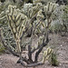 Chain Fruit Cholla – Desert Botanical Garden, Papago Park, Phoenix, Arizona