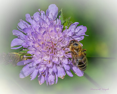 Wildbiene auf Wald-Witwenblume/Knautia dipsaciolia