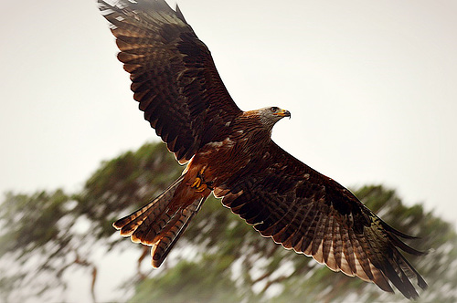 Red Kite