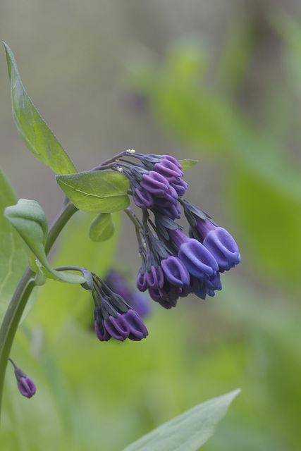 Virginia Bluebells