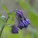 Virginia Bluebells