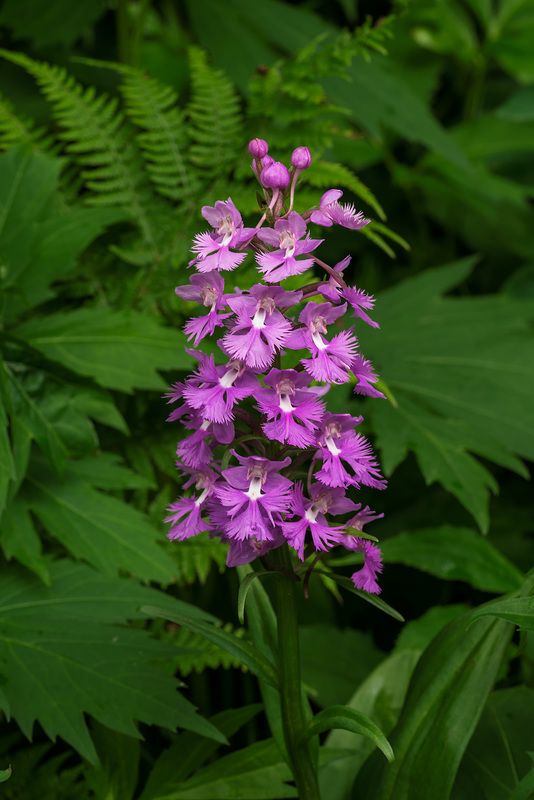 Platanthera grandiflora (Large Purple Fringed orchid)