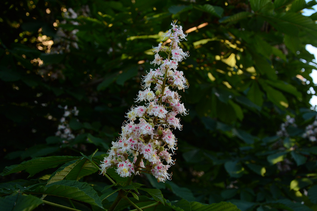 Finland, Tampere, Chestnut Blossoms