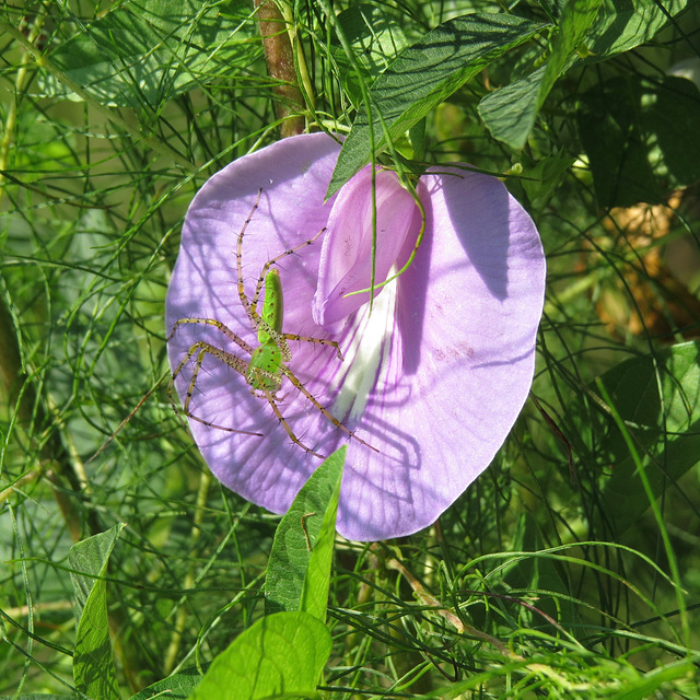 Spider on Centrosema flower