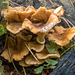 Fungi in Eastham Woods