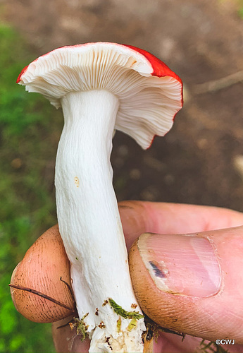 IF Amanita POISONOUS!