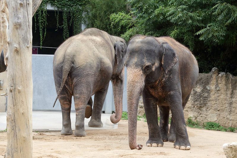 Pama und Zella (Wilhelma)