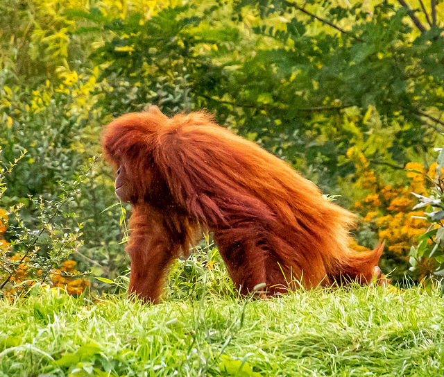 Orangutan