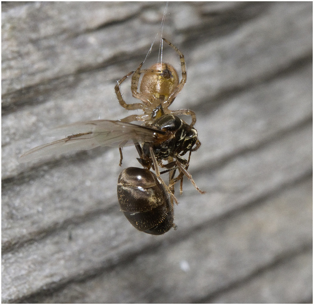 IMG 0422 Queen Ant