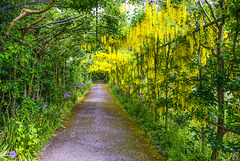 Laburnum tunnel