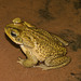 IMG 2260 Toad-2