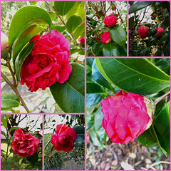 Camellia