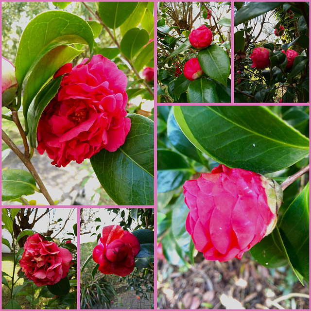 Camellia Camellia