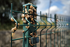 Penedos,  HFF IS NOW CLOSED, SEE YOU NEXT FRIDAY !