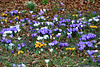 Krokusse