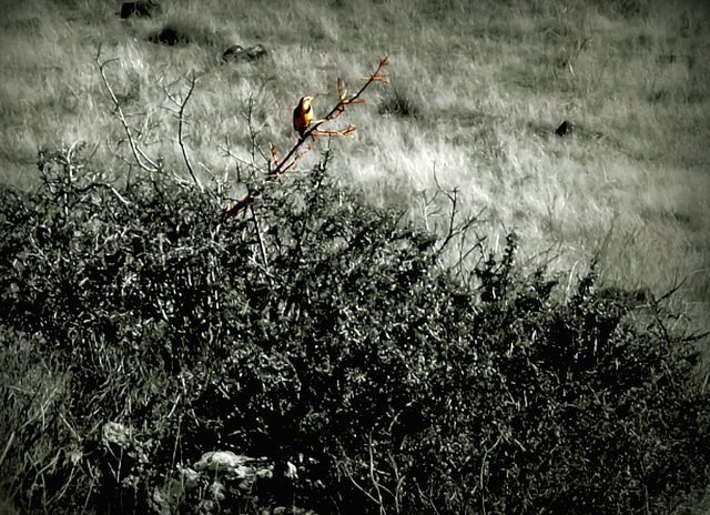 Western Meadowlark (Sturnella neglecta)