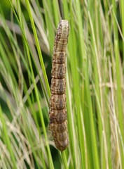Caterpillar, dorsal view