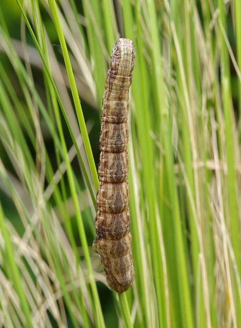 Caterpillar, dorsal view