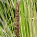 Caterpillar, dorsal view