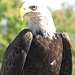 this beautiful Eagle ( FREEDOM) mascot for the Georgia Southern University , Statesboro, Georgia, a special guest at our annual festivites in Central Park