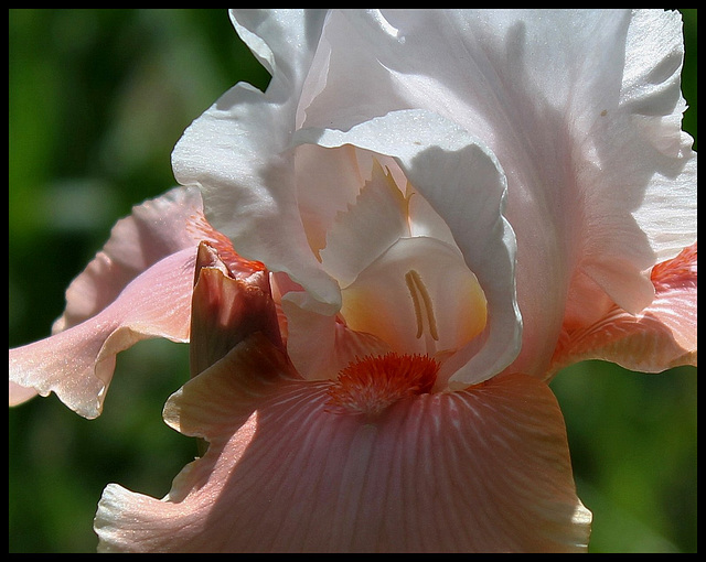 Iris Sugar Magnolia (2)