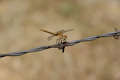 Orange Meadowhawk