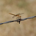 Orange Meadowhawk