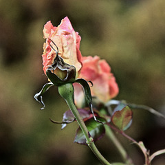 dernières roses de l'année..