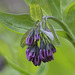 Virginia Bluebells