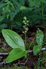 Liparis loeselii (Loesel's Twayblade orchid)