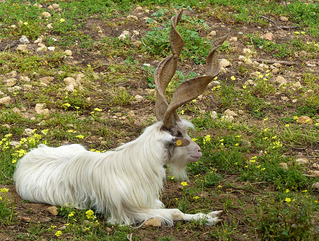 Agrigento - Girgentana Goat