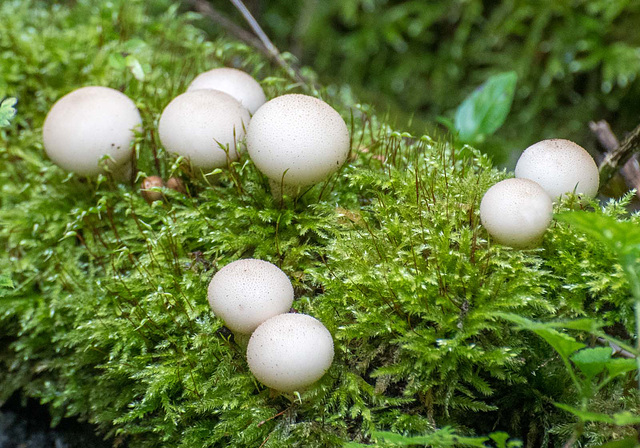 Fungi, Eastham Woods