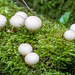 Fungi, Eastham Woods