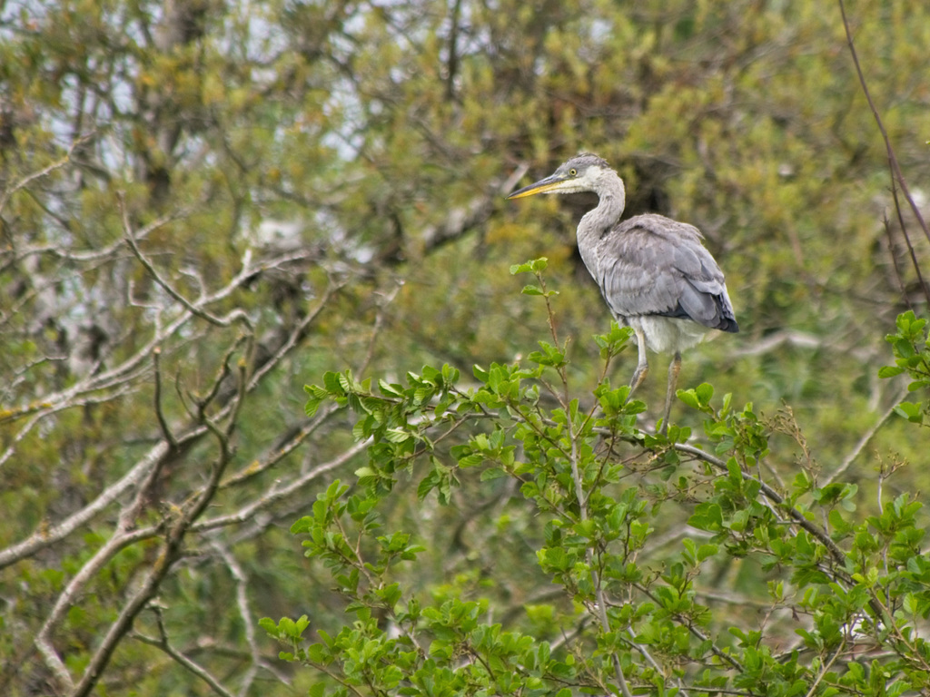 Grey Heron