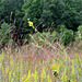 Compass flower (Silphium laciniatum)