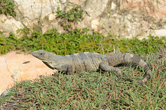 Mexico, Yucatan, A Huge Lizard