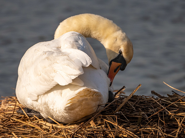 Mute swan