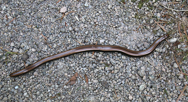 Blindschleiche auf dem Weg