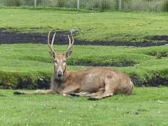 Knowsley Safari Park (5) - 14 July 2015