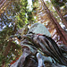 brookwood cemetery, surrey