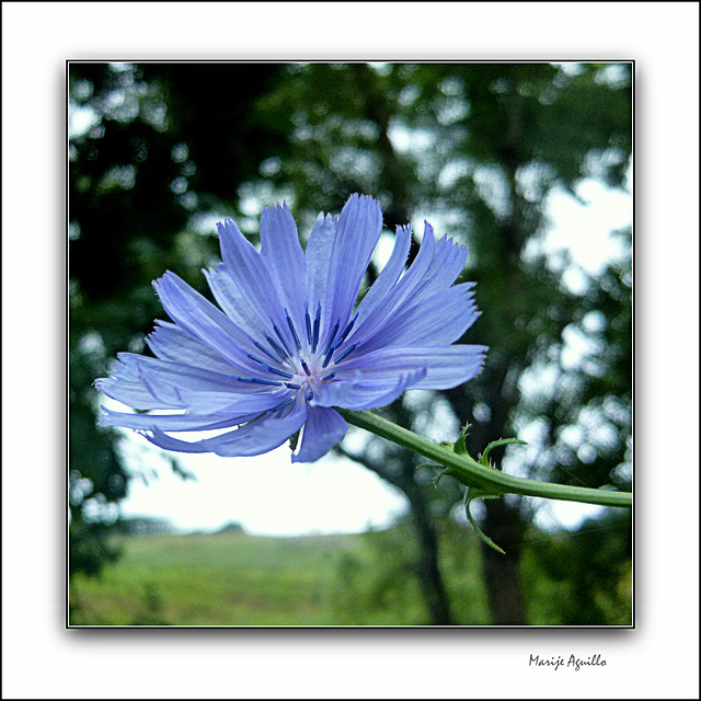 Flor de achicoria