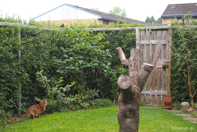 A trio in our garden...