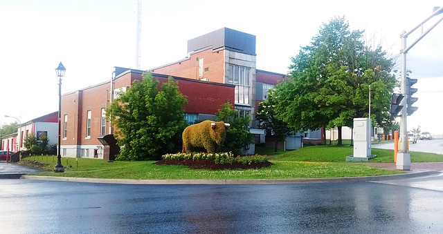 Bison vert / Green buffalo