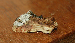 DSC 0356a (2)