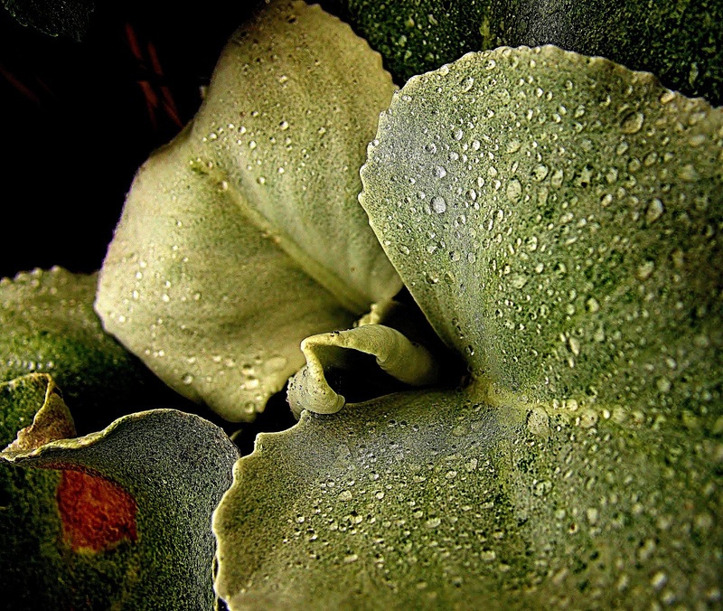 Drops