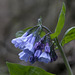 Virginia Bluebells